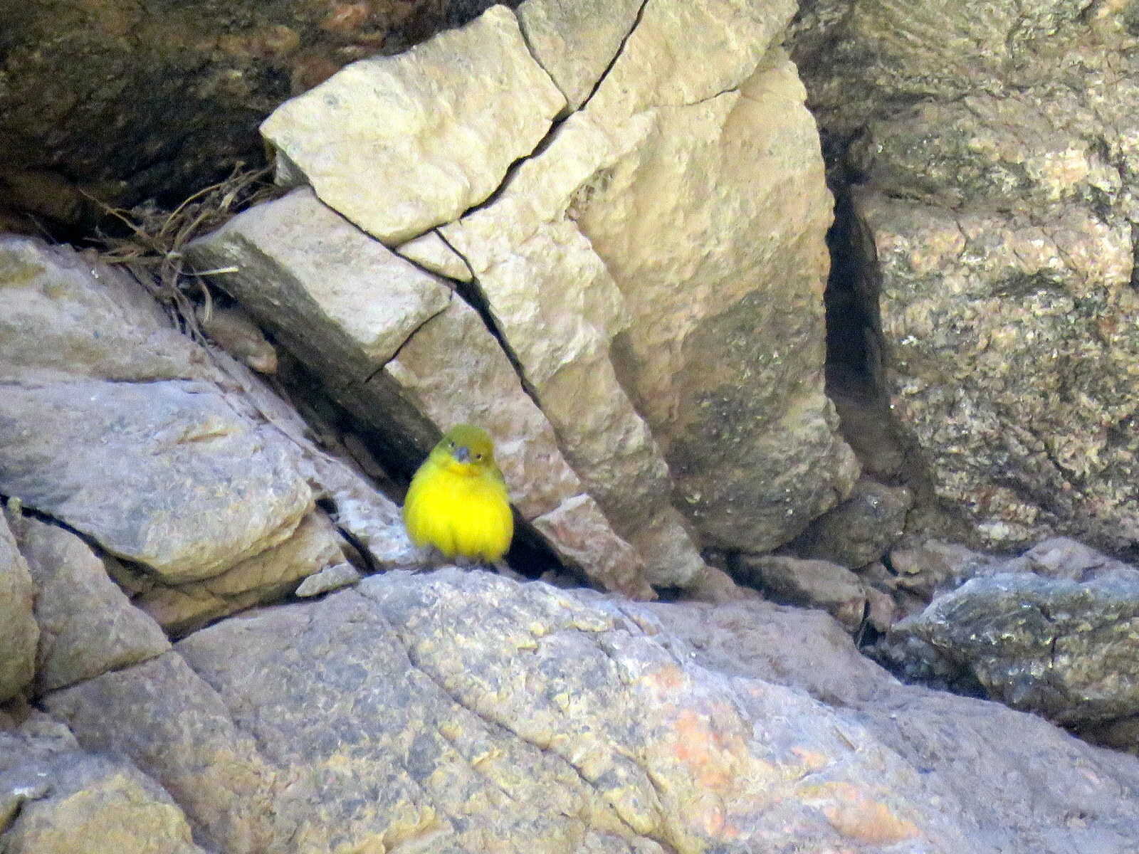 Monte Yellow Finch (Sicalis mendozae), photo 6