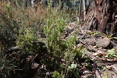 Acrothamnus hookeri