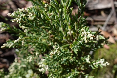 Acrothamnus hookeri