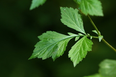 Geum japonicum