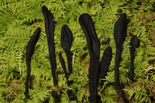 Geoglossum