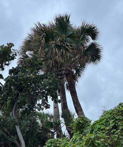 Sabal domingensis, photograph 3