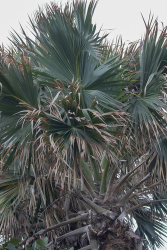 Sabal domingensis, photograph 2