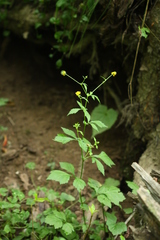 Geum japonicum
