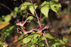 Euonymus macropterus