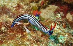 Nembrotha