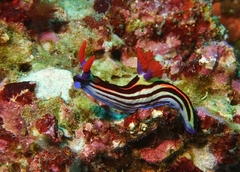 Nembrotha
