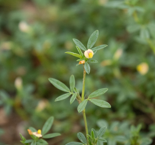 Stylosanthes hamata