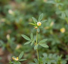 Corky Stylo (Stylosanthes hamata)