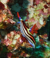 Nembrotha
