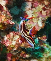 Nembrotha