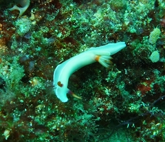 Hypselodoris bullockii