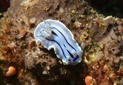 Chromodoris willani