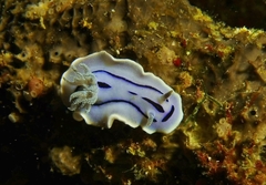 Chromodoris willani