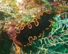 Pseudobiceros gloriosus