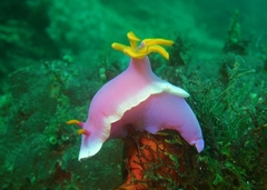 Hypselodoris apolegma