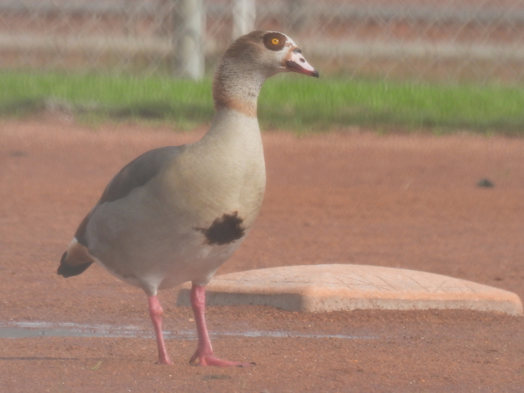 Egyptian Goose from Centennial Park, McLean Rd., Pearland, TX, USA on