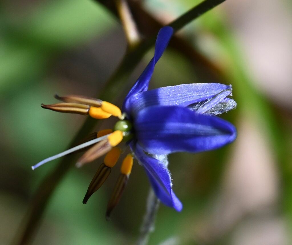 Blueberry Lily from Smiths Gully VIC 3760, Australia on December 6 ...