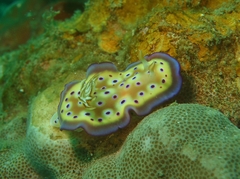 Goniobranchus kuniei