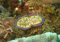 Goniobranchus kuniei