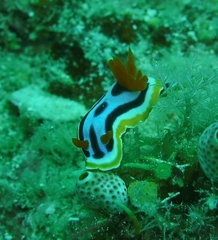 Chromodoris strigata