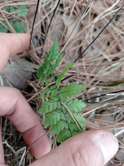 Myriopteris alabamensis image