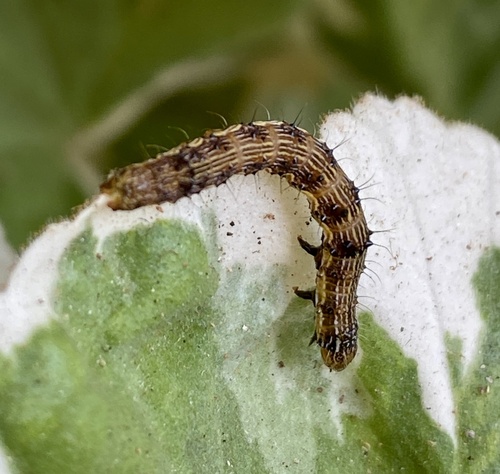 Native Budworm