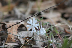 Phlox bifida