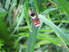 Dasymutilla sicheliana
