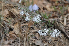 Phlox bifida