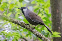 Pterorhinus chinensis