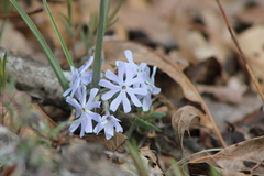 Phlox bifida