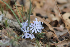 Phlox bifida