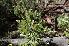 Acrothamnus hookeri