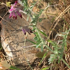 Vicia benghalensis