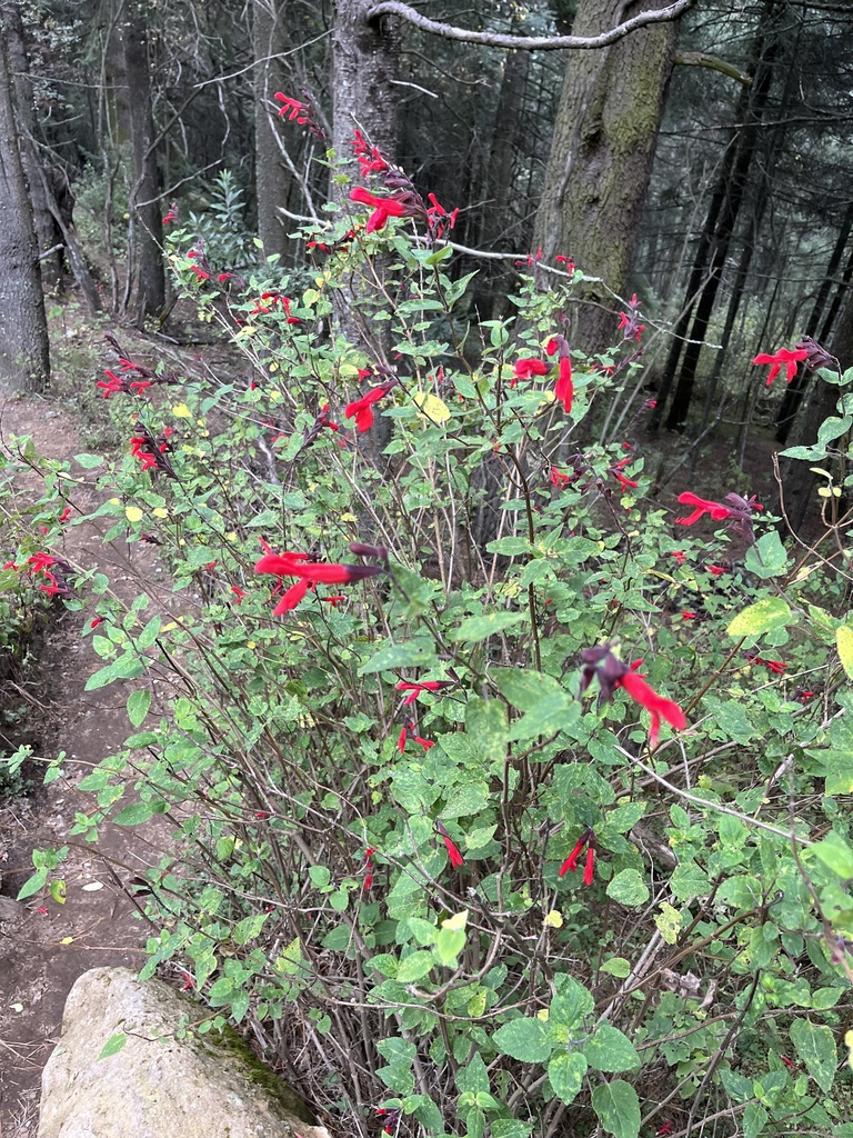Cardinal Sage from Iztaccíhuatl and Popocatepetl National Park, Texcoco ...