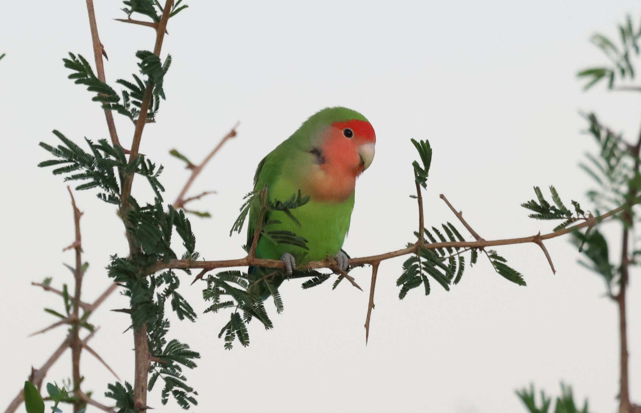 Rosy-faced Lovebird
