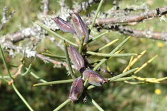Hakea microcarpa