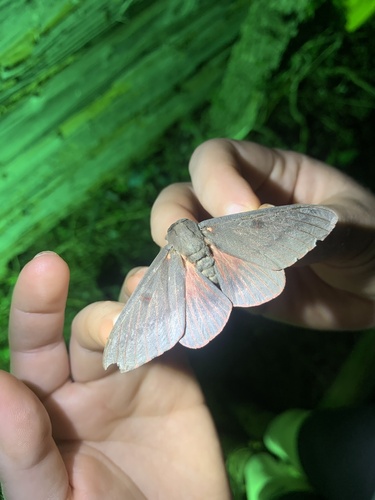 Pine-devil Moth photo 4