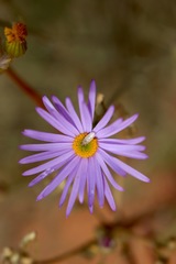 Erigeron pumilus