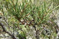 Hakea microcarpa