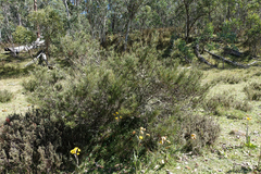 Hakea microcarpa