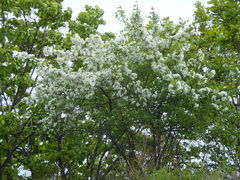 Malus mandshurica