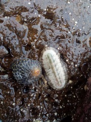 Chitonoidea