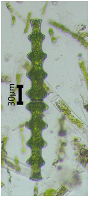 Pleurotaenium nodosum var. borgei