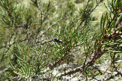 Hakea microcarpa