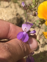 Collinsia parryi