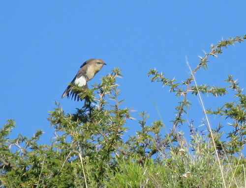 Brown-backed Mockingbird (Mimus dorsalis), photo 10