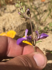 Collinsia parryi