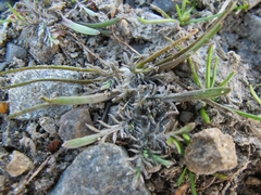 Leptinella maniototo